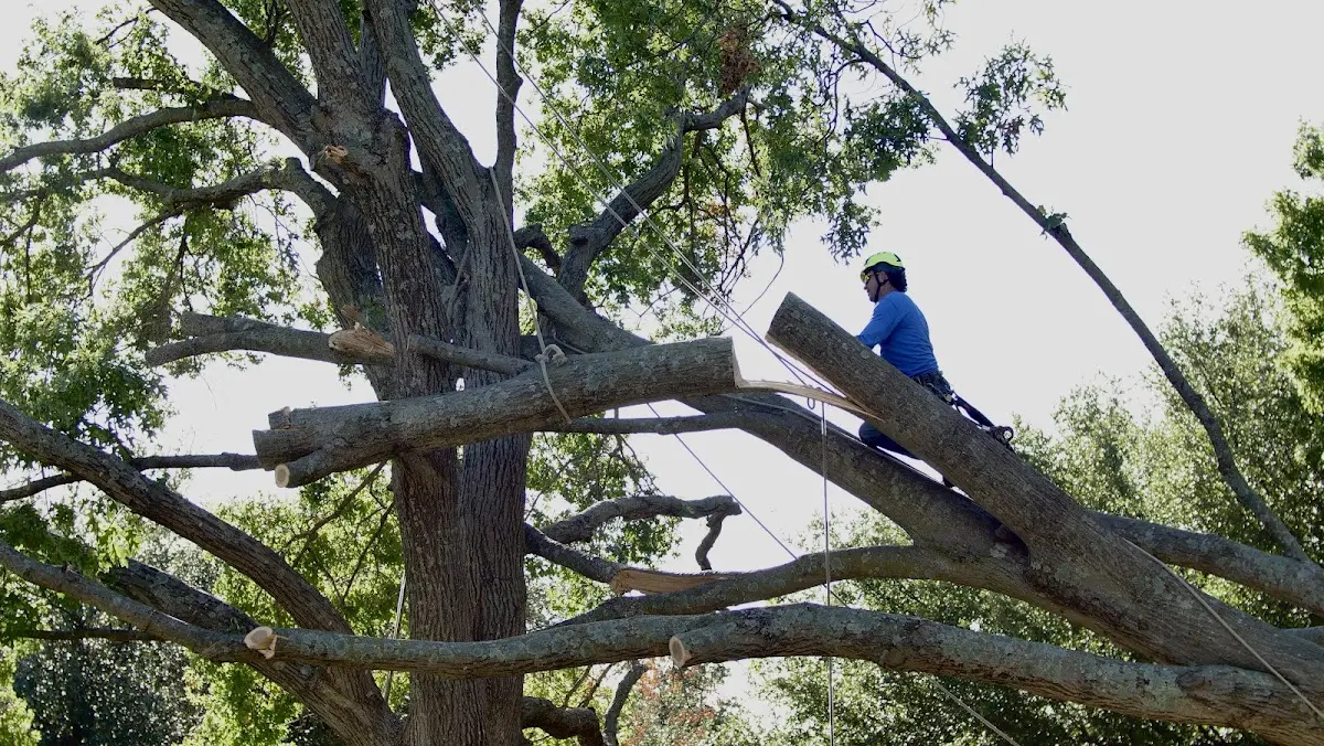Professional Hazardous Tree Removal performed by certified arborists in Sublime